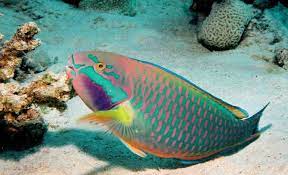 На Пхукете иностранный турист арестован ловлю охраняемого вида рыб