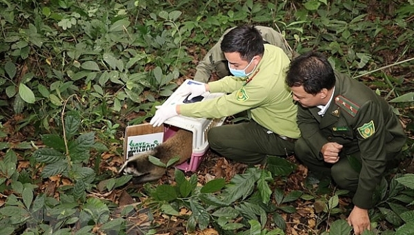 В провинции Биньфыок в дикую природу возвращены 14 редких животных
