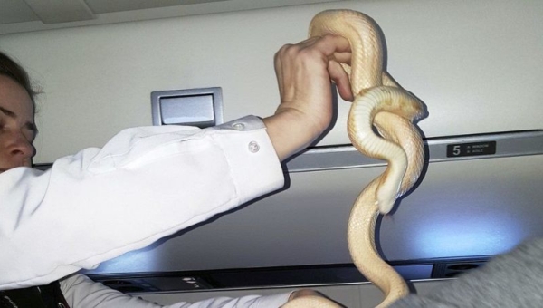 В Таиланде в салоне самолёта нашли змею