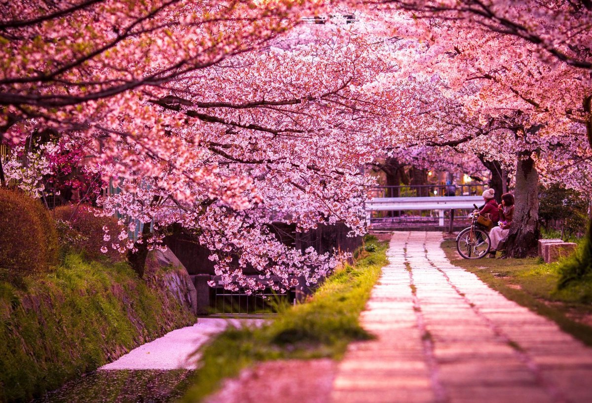 Сезон цветения сакуры каждый раз сокращается